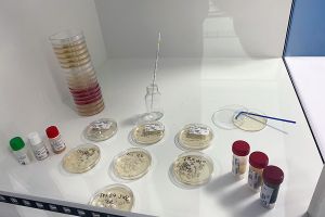 Des ferments d’affinage uniques et spécifiques